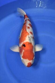 Showa 63 cm Kiëta Koi Veendam