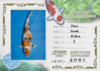 Showa 54 cm Kiëta Koi Veendam