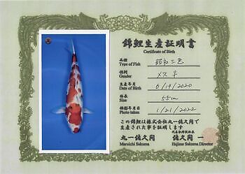 Showa 63 cm Kiëta Koi Veendam